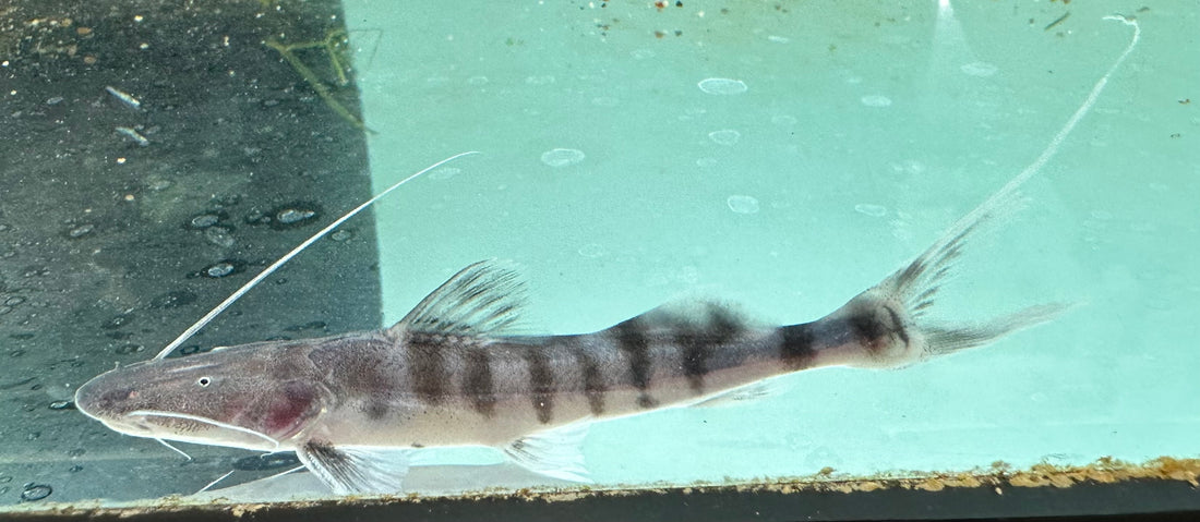 Tigrinus Catfish  (5”)