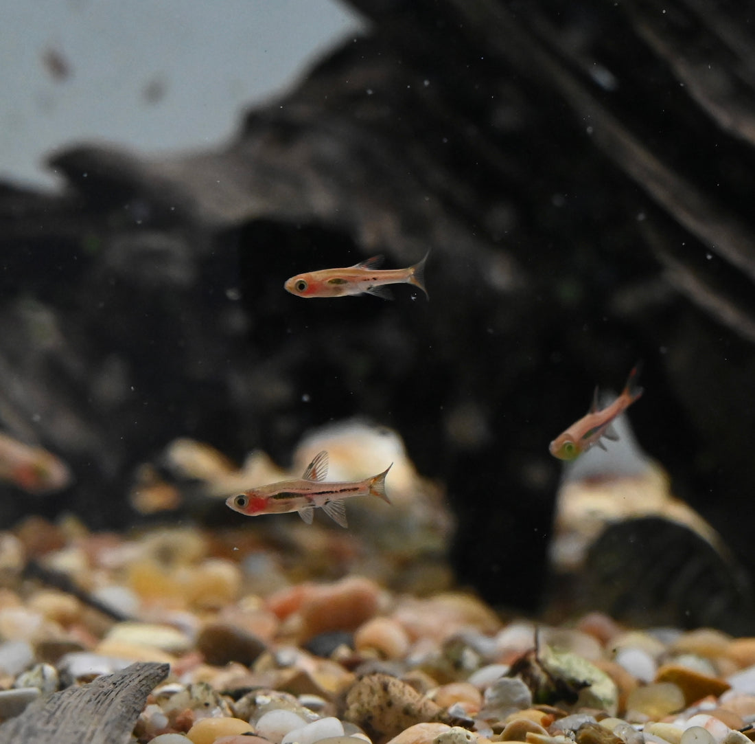 Rasbora de chile (0,75-1”)