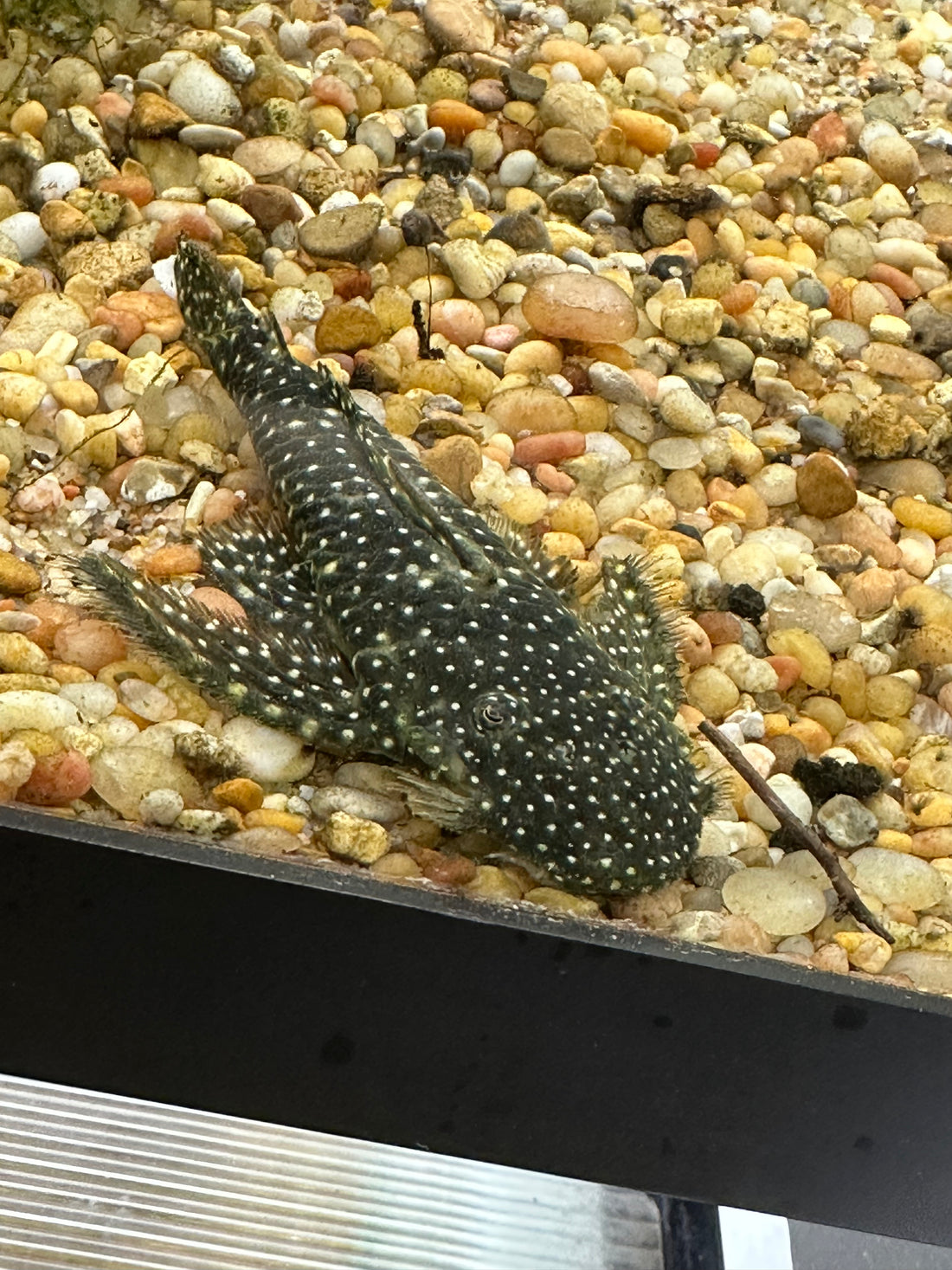 Pleco de cabeza plana L039 (4-4,5”)