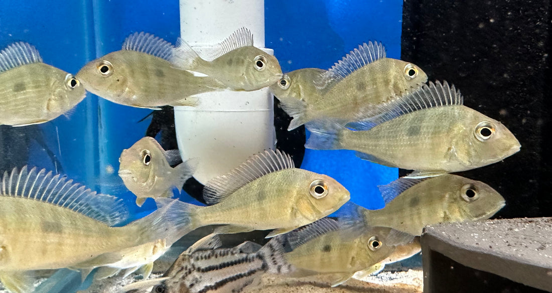 Red Head Tapajos Geophagus (1.75-2”)