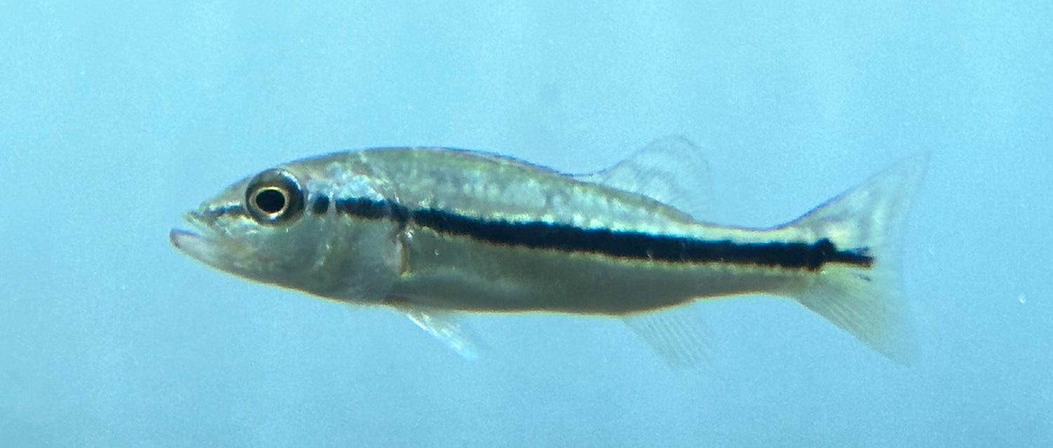Baby Azul Peacock Bass (2”)