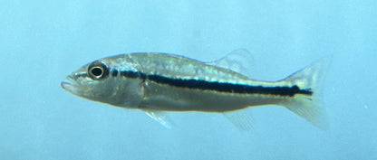 Baby Azul Peacock Bass (2”)