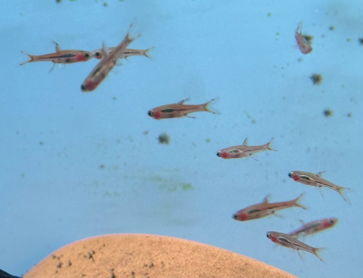 Rasbora de chile (0,75-1”)