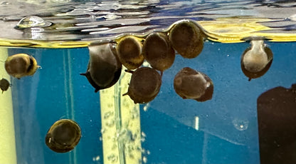 Black Horn Nerite Snail (.75-1”)