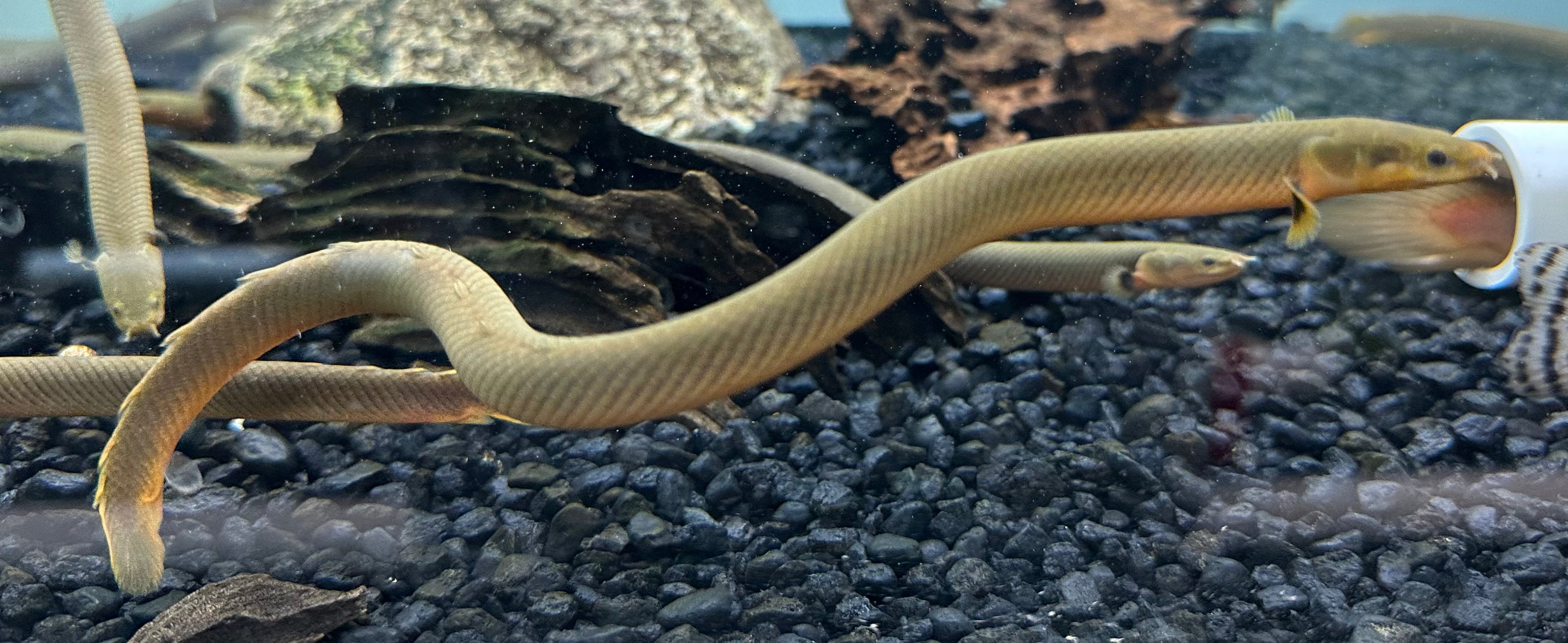 Eels Rope Fish Ropefish (10-12β) β Global Fish Co.