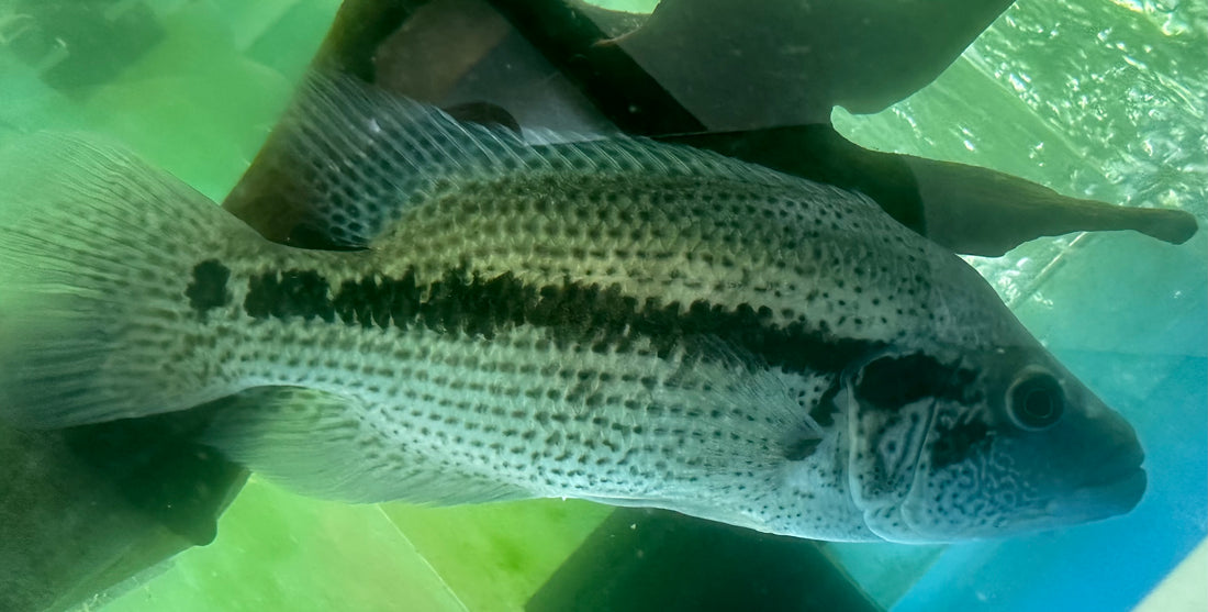 Parachromis Dovii Cichlid (8”)