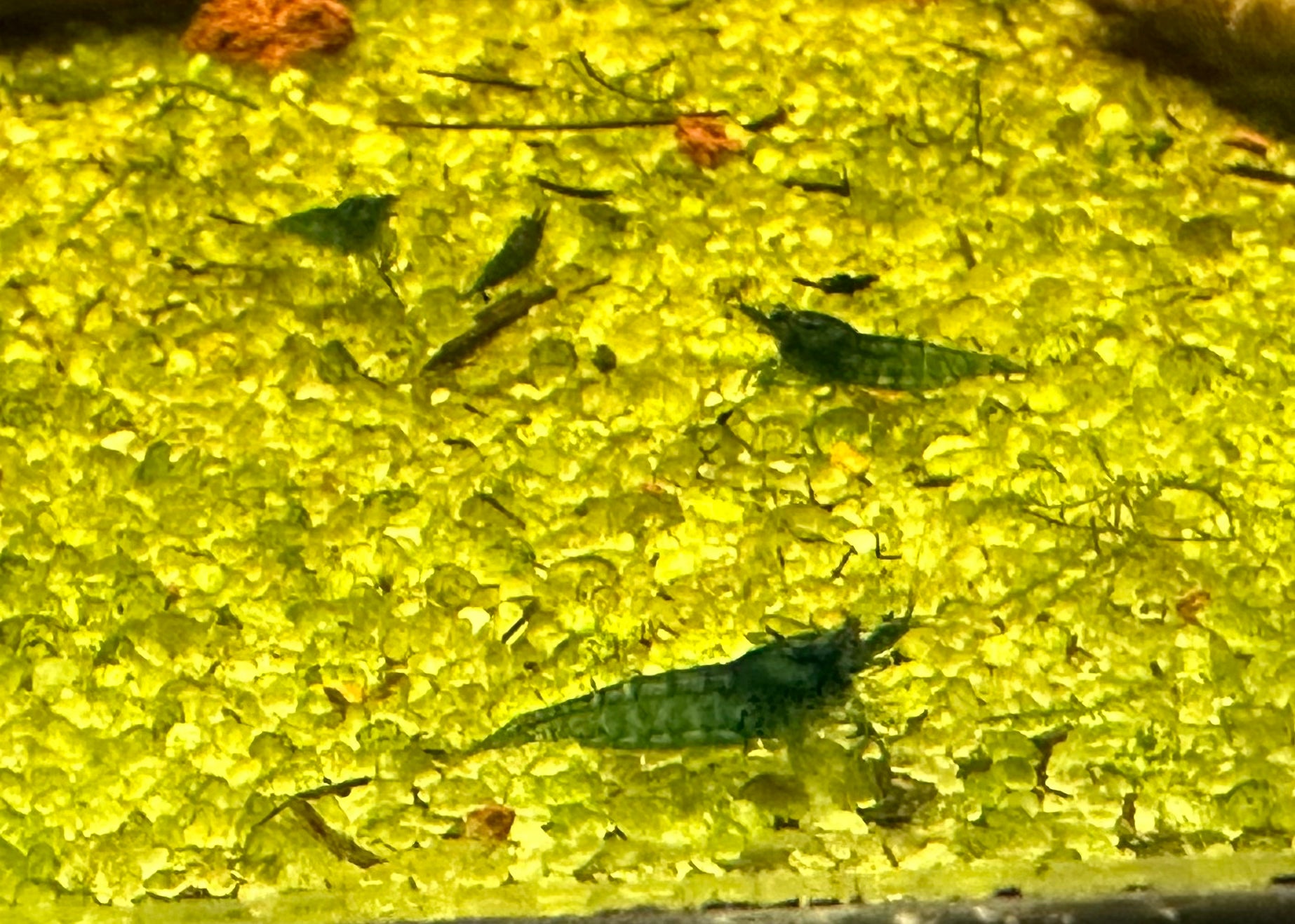 Blue Dream Shrimp (.75-1”)