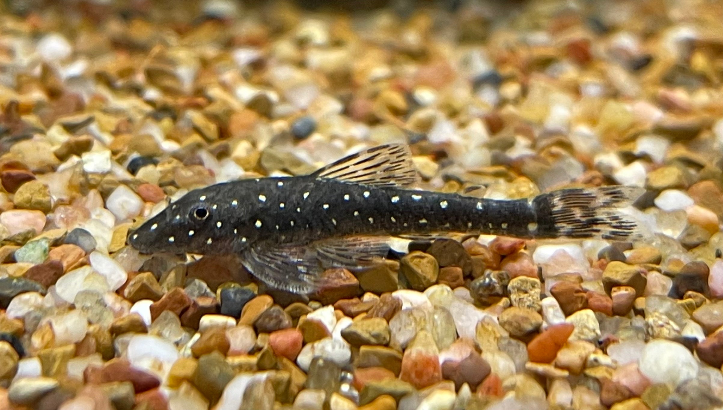 Parotocinclus haroldi (1,25&quot;)