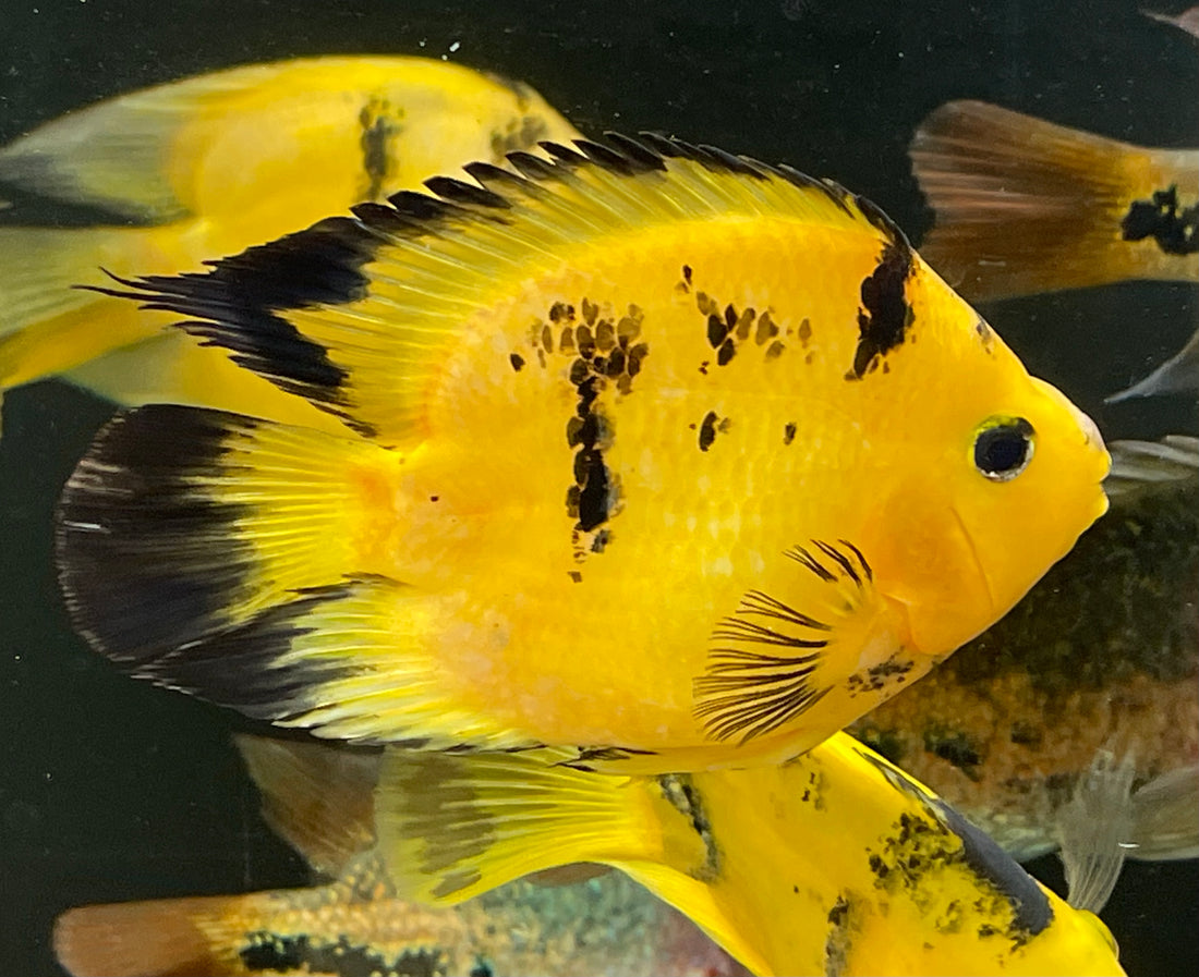 Yellow Tiger Parrot (5-5.5”)