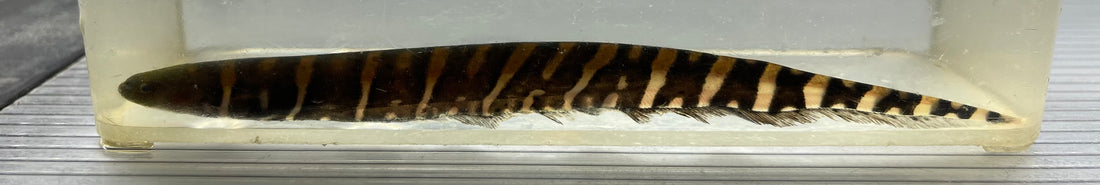 Tiger Knife Fish (5”)