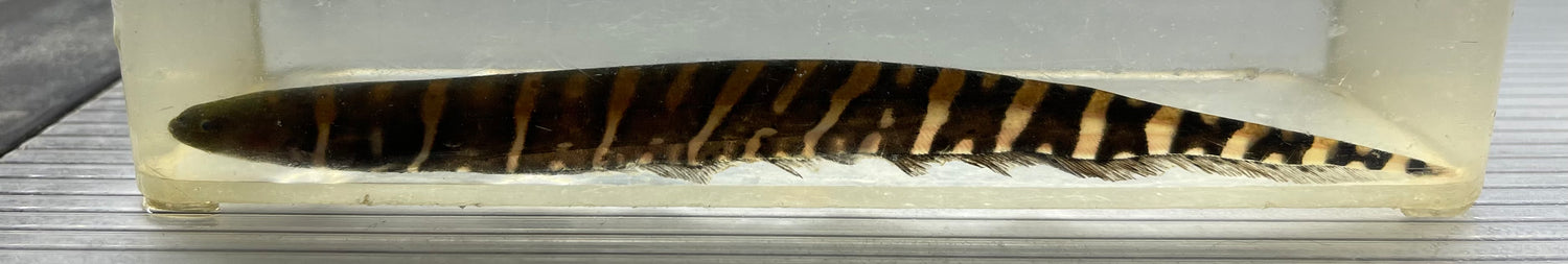 Cuchillo de tigre para pez (5”)