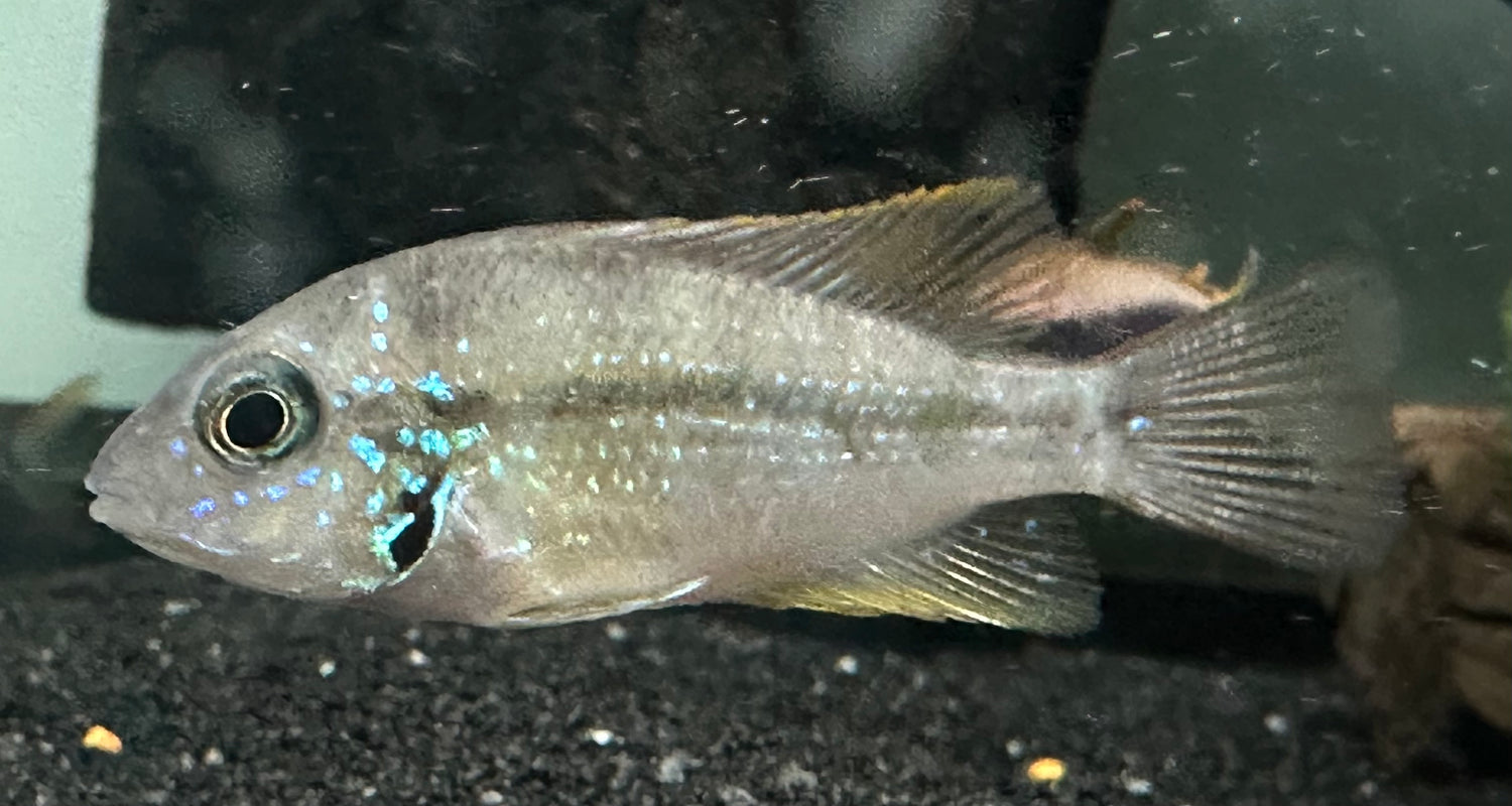 Ellioti Cichlid (1.5”)