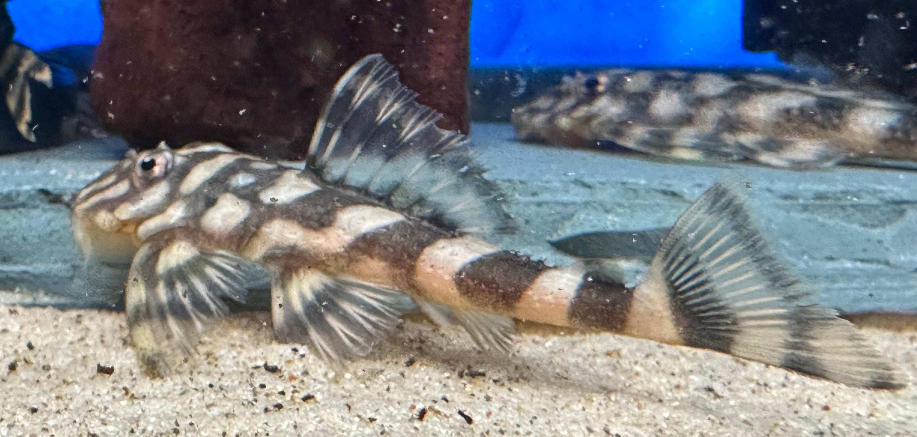 L052 Atabapo Pleco (2”)