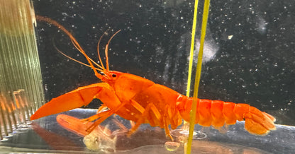 Extreme Red Papua Crayfish (3.5-4”)