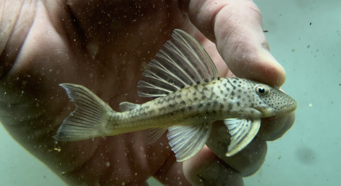 L141 Ghost Pleco (3.5”)