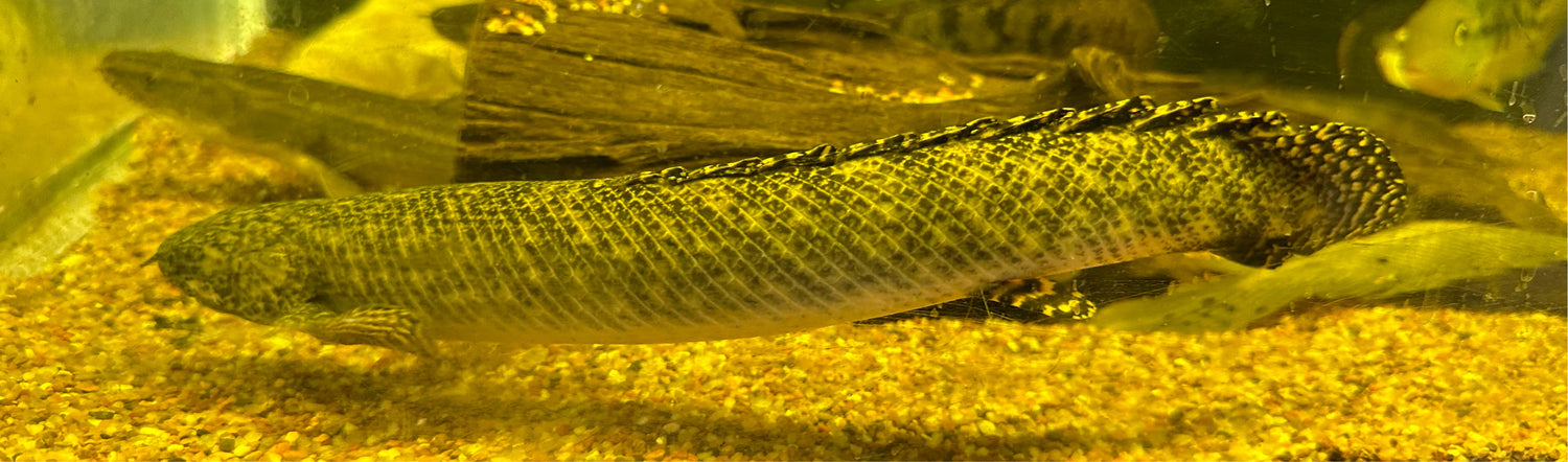 Ornate Polypterus (12-13”)