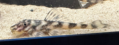 L052 Atabapo Pleco (2”)