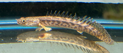 Políptero ansorgiano (4-5”)