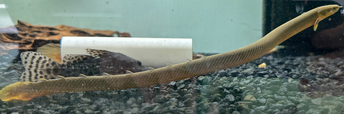 Ropefish (8-10”)