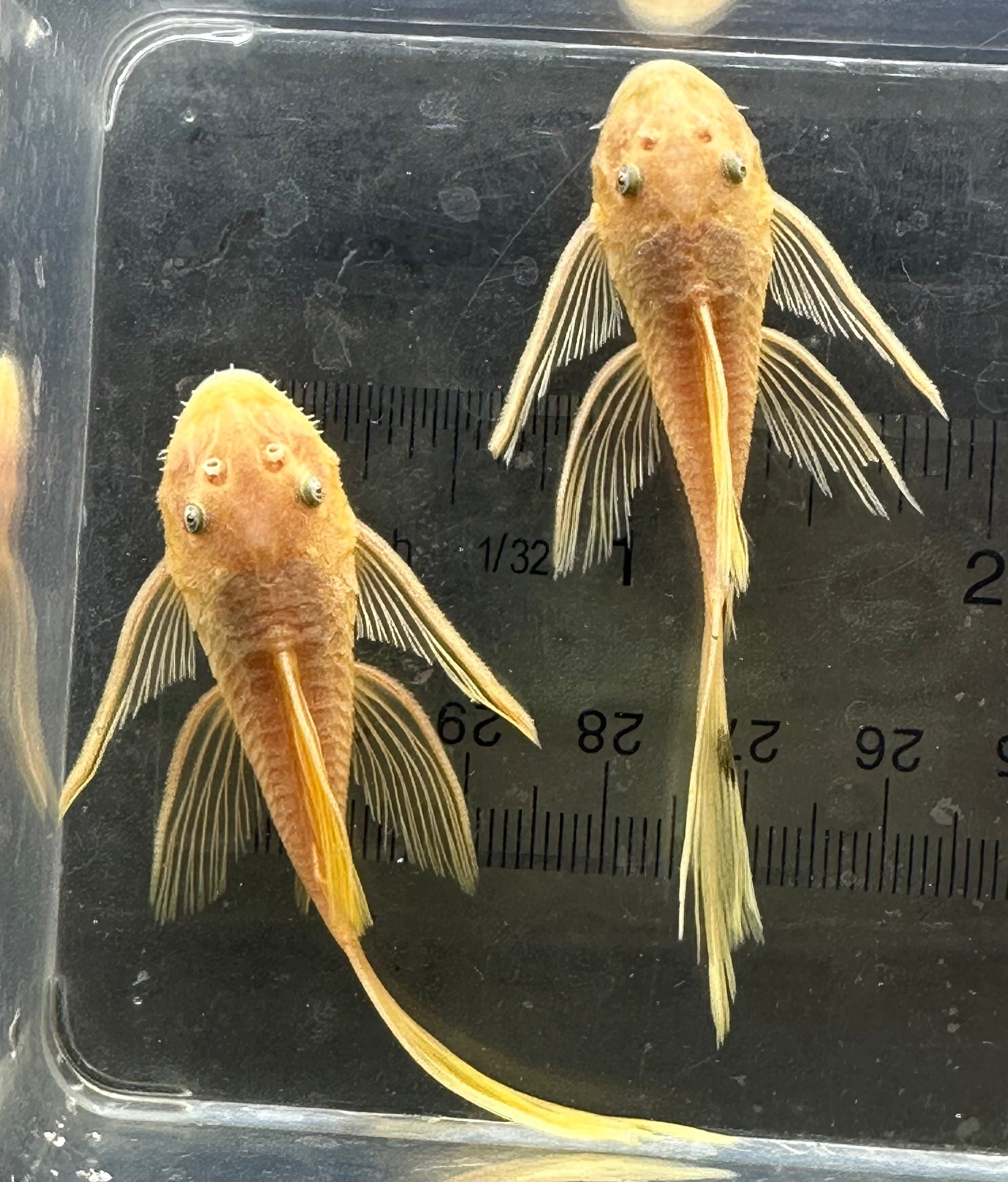 LF Blue Eye Lemon Bushynose (2”)