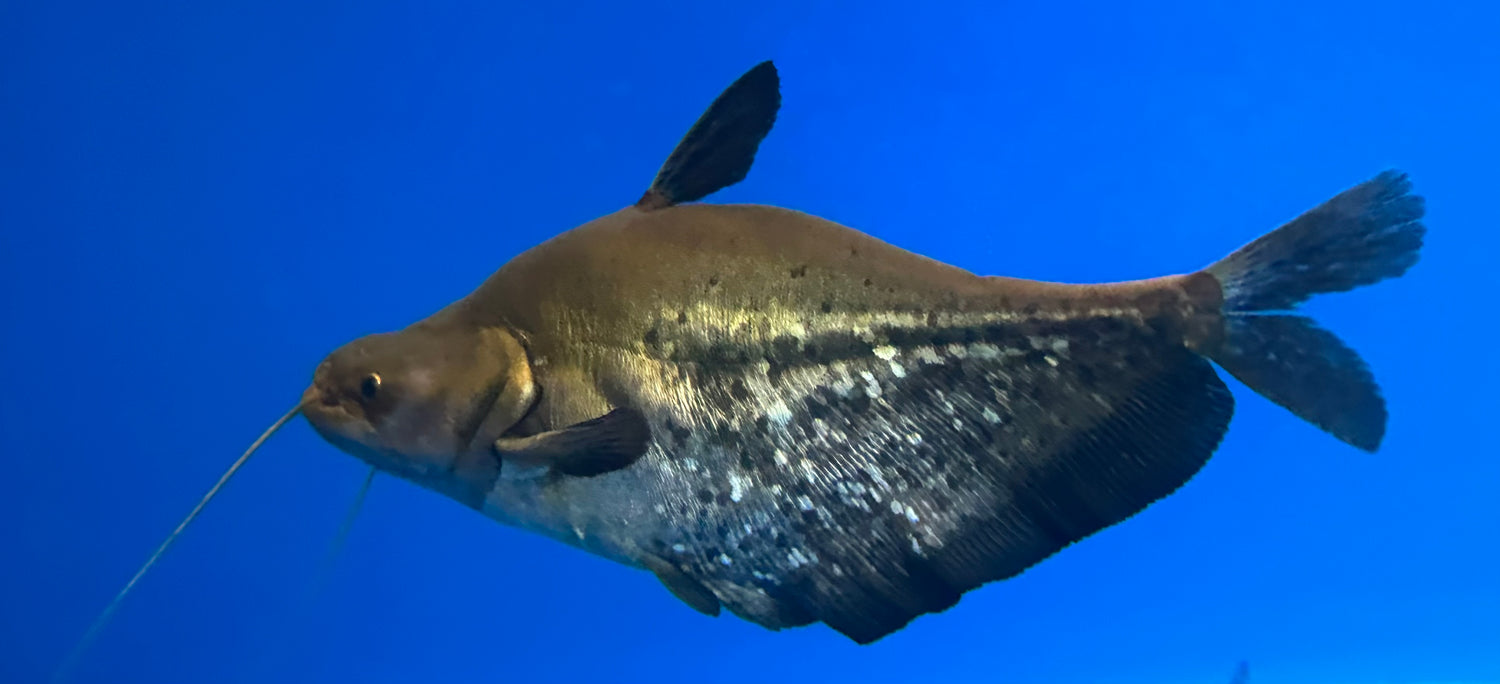 XL Super SB Wallago Leeri Catfish (10”)