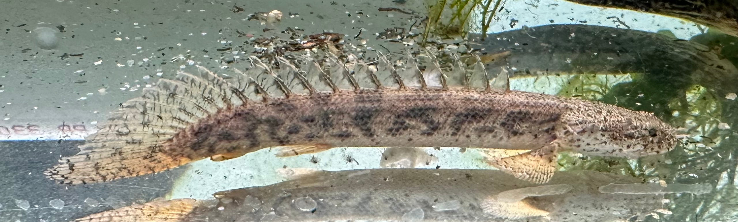 Políptero ansorgiano (4-5”)