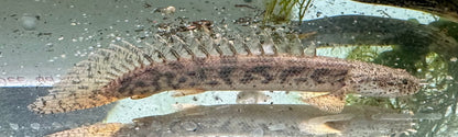 Políptero ansorgiano (4-5”)