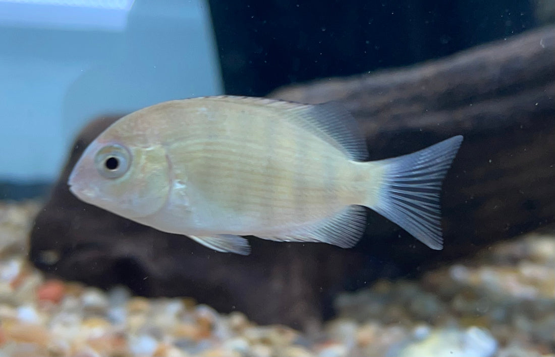 Pinstripe Damba (1.5”)