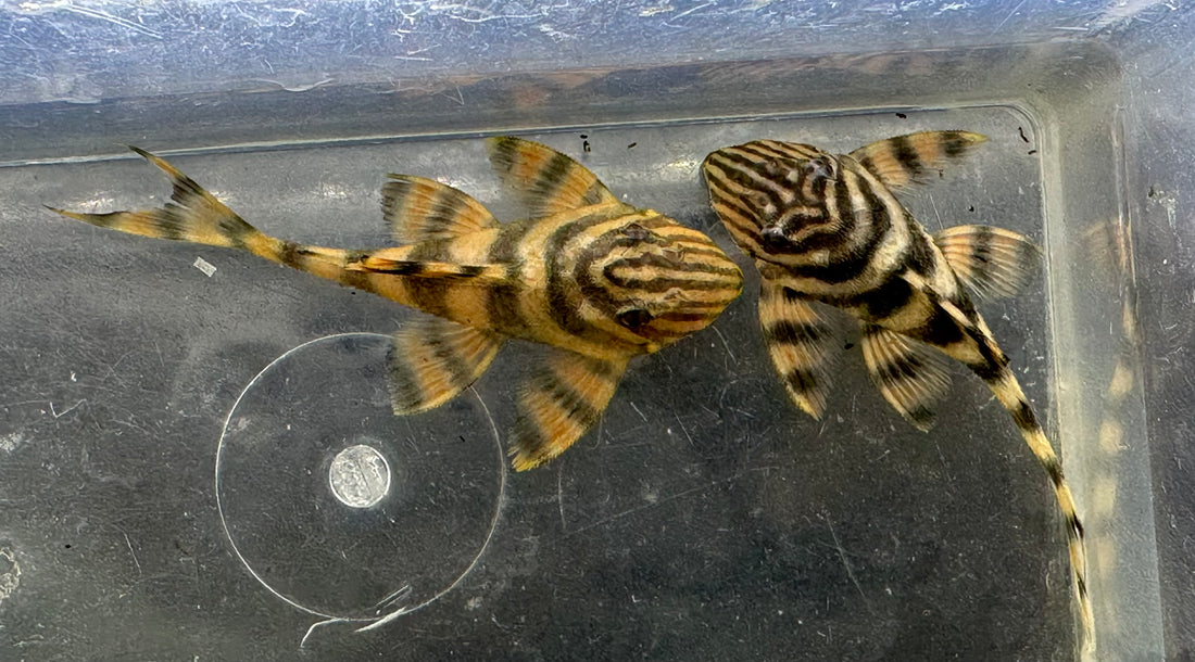 L397 Alenquer King Tiger Pleco (2.5-3”)