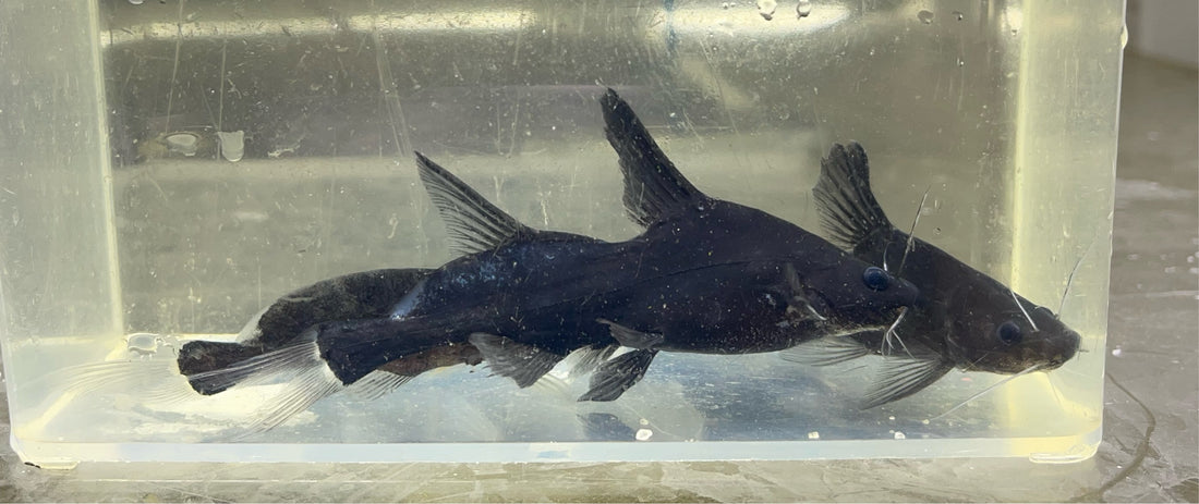 Black Lancer Catfish (4-5”)