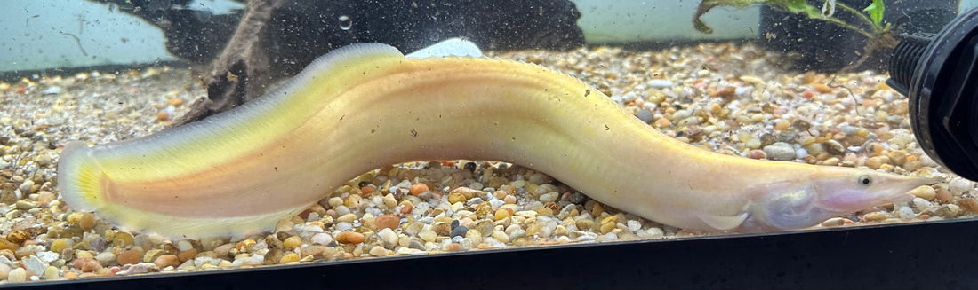 Xanthic Spiny Eel (14”)