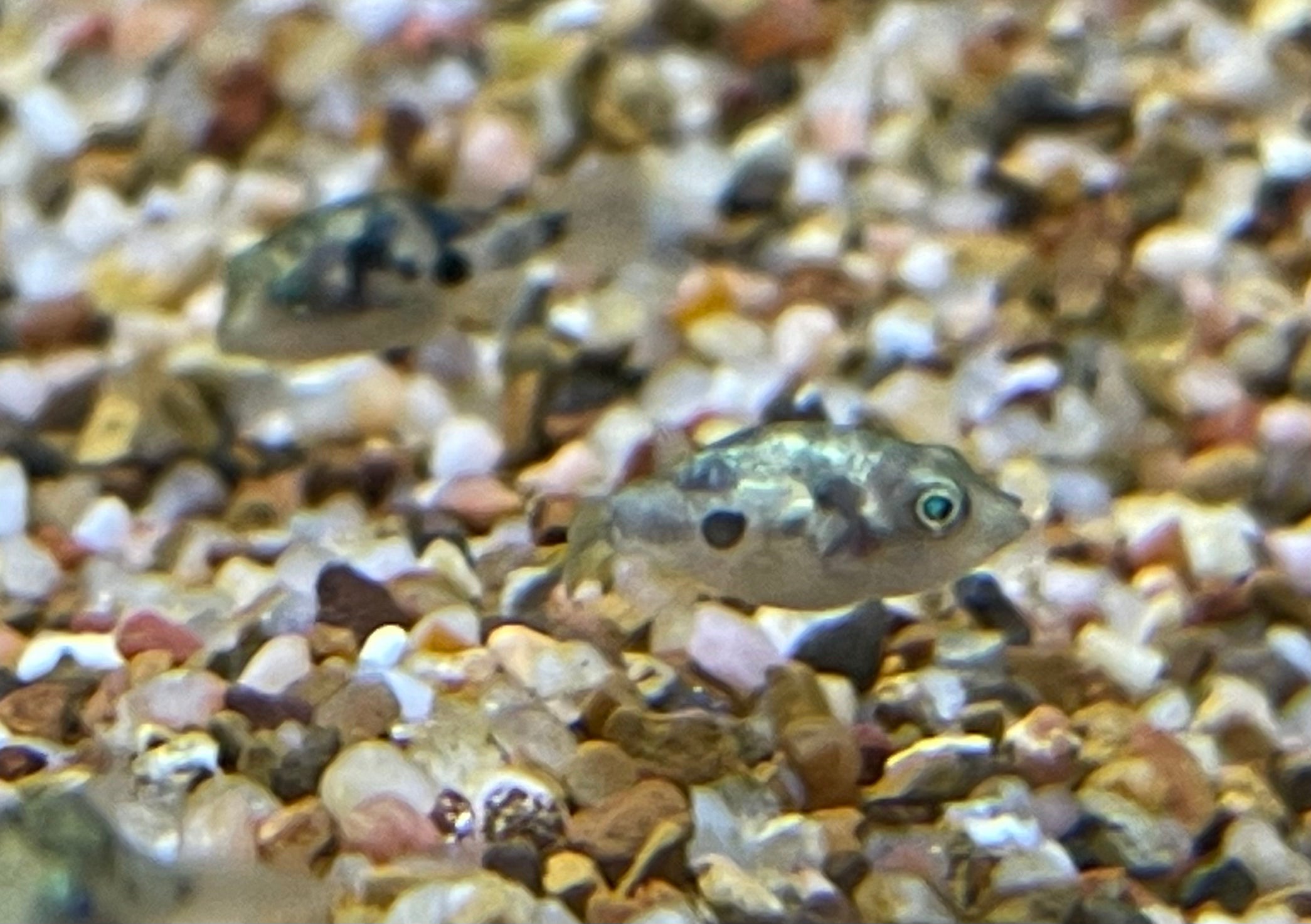 Pea Puffer (.75-1”)