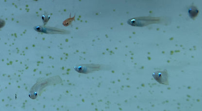 Normandos Lampeye Kili (.75-1”)