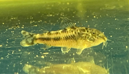 C125 Aspidoras Dwarf Cory (1.5”) - Global Fish Co.