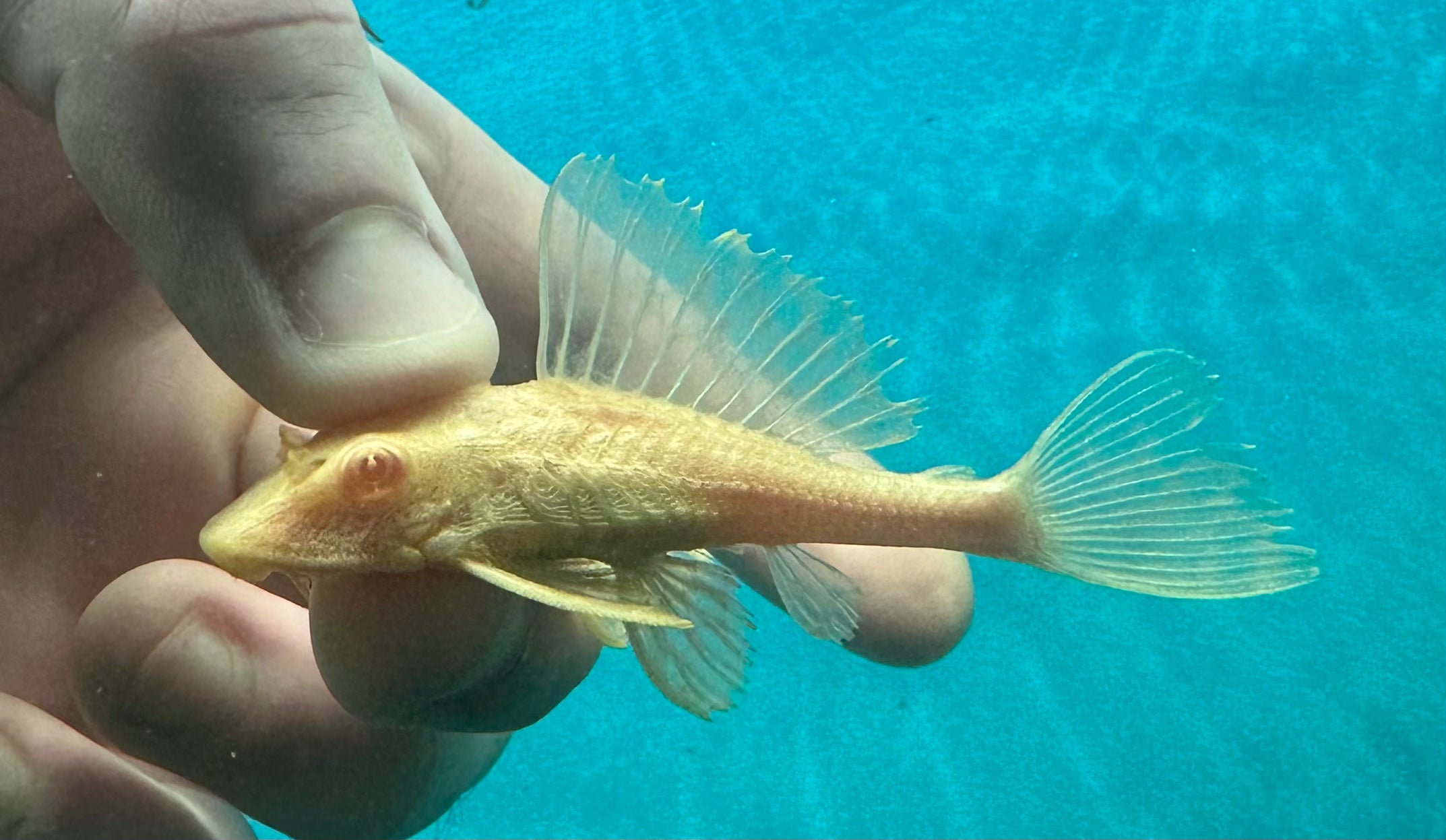 Albino Gibbiceps Pleco (3-3.5”)