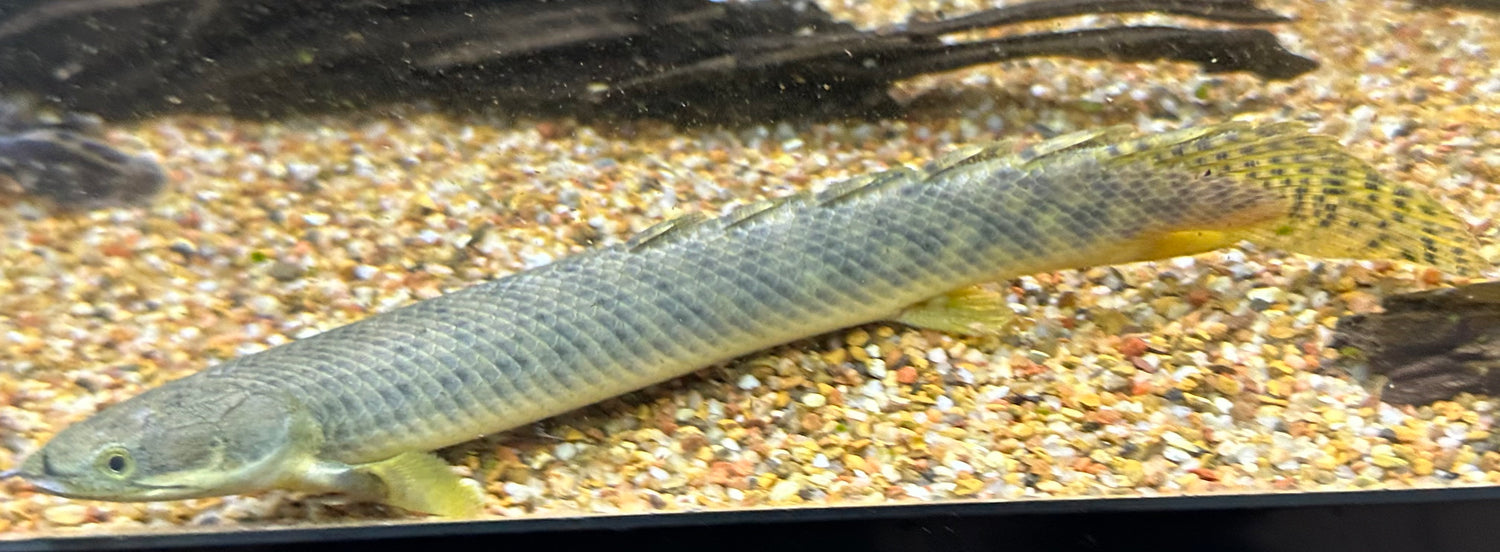 Polli Polypterus (7-8”)