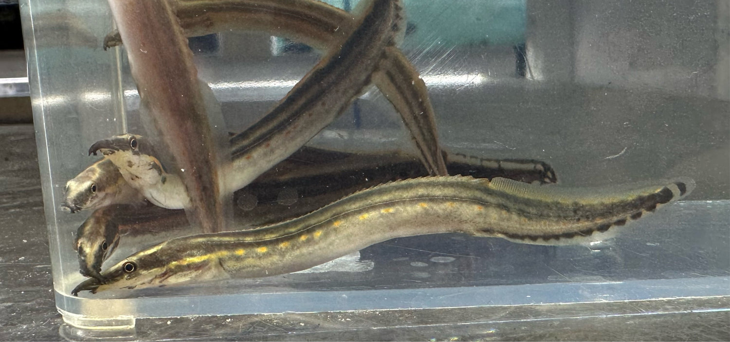 Baby Fire Eel (3.5”)